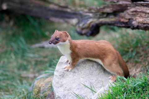 Ermine