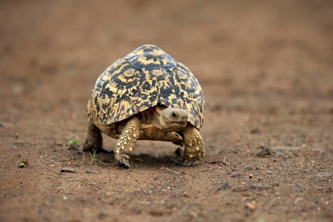 Leopard tortoise