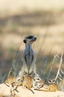 Suricate