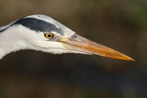 Grey heron