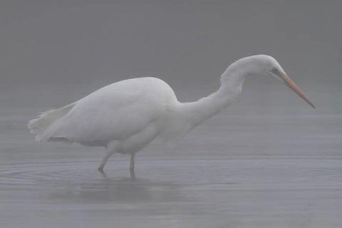 Great egret