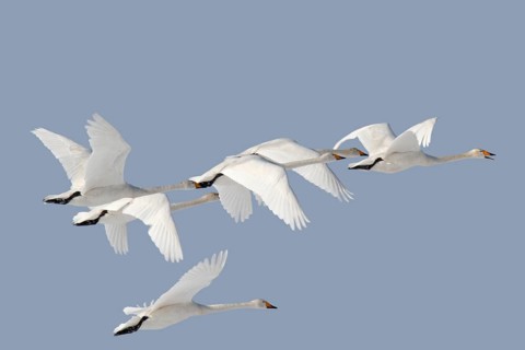 Whooper Swan