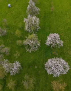 Drone image of blossoming cherry trees