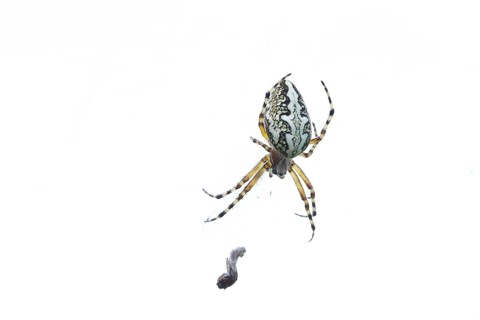 Oak leaf spider