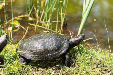 Red-cheeked ornate turtle