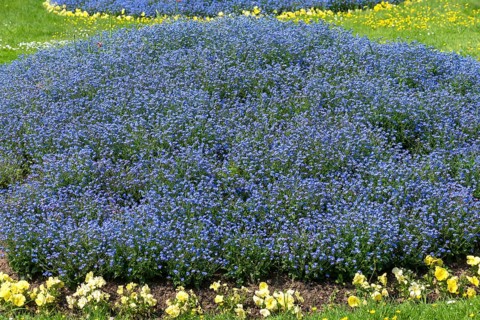 Flowering forget-me-nots