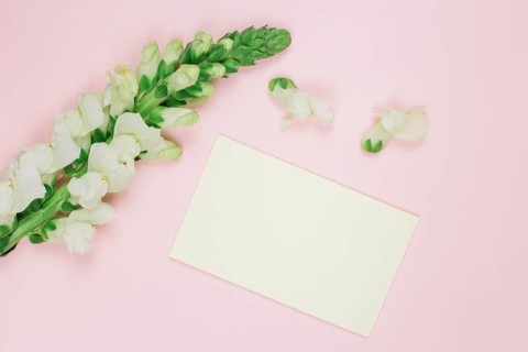 Snapdragons white flower with blank white card against pink background