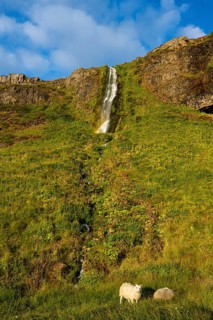 Sheep in front of waterfall in South Iceland