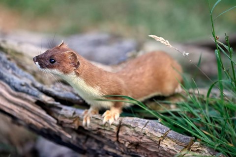 Ermine