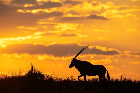 Gemsbok