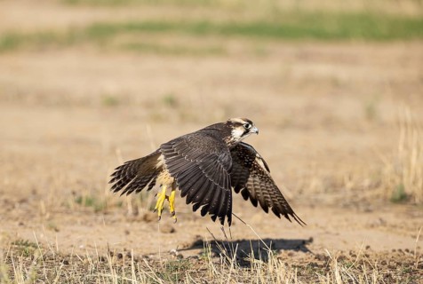 Lanner Falcon