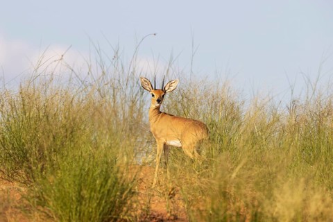 Steenbok