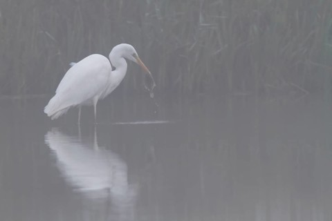 Great egret