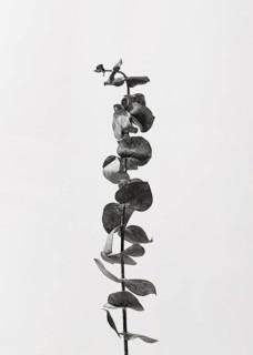 Top view plant with leaves