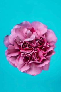 Lilac carnation turquoise