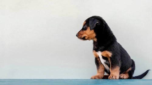 Side view cute dog white background