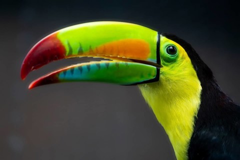 Keel-billed toucan