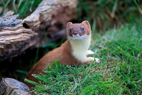 Ermine