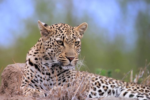 Leopard