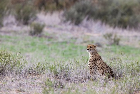 Cheetah