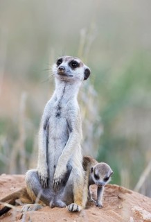 Suricate