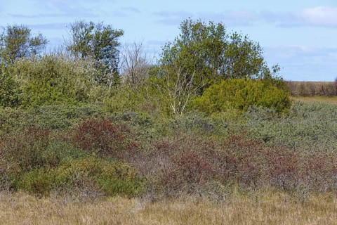 In the dunes of the island of Minsener Oog