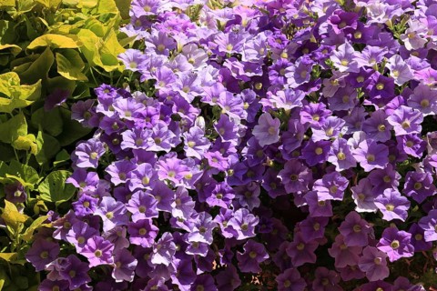 Purple flowering petunias