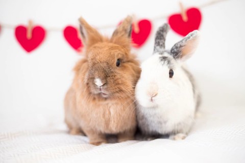 Rabbits near ornament hearts thread