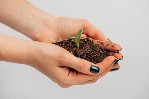 Side view female hands holding soil little plant