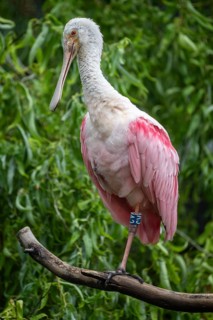 Roseate spoonbill