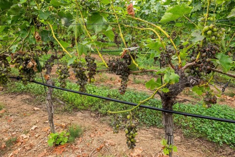 Grape diseases