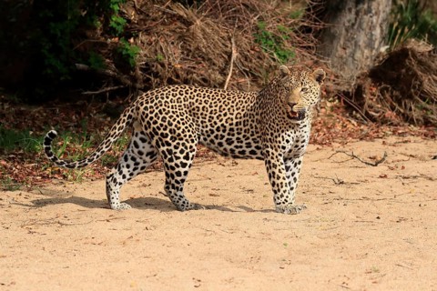 Leopard