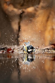 Great tit