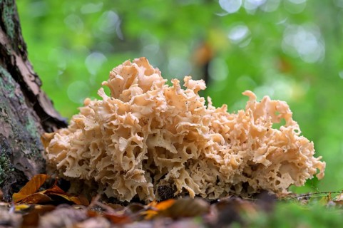 Wood cauliflower fungus