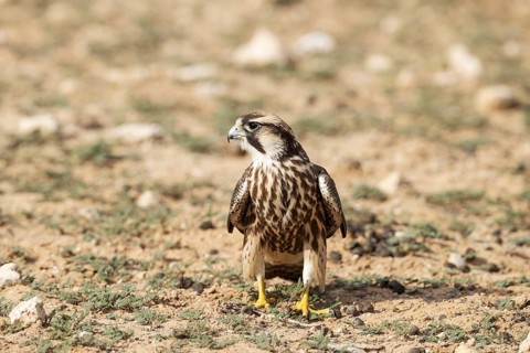 Lanner Falcon