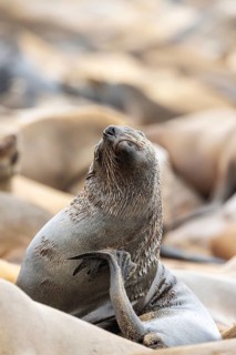 Cape Fur Seal
