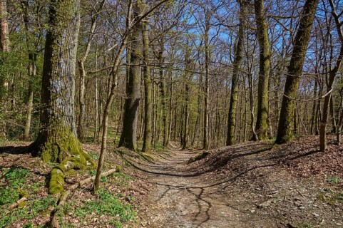Forest path