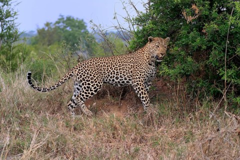 Leopard