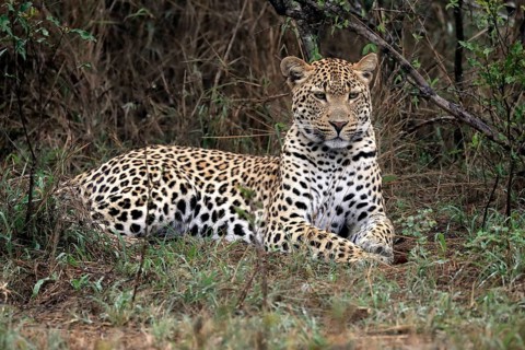 Leopard