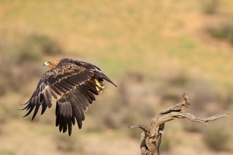Tawny Eagle