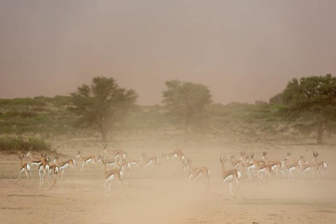 Springbok