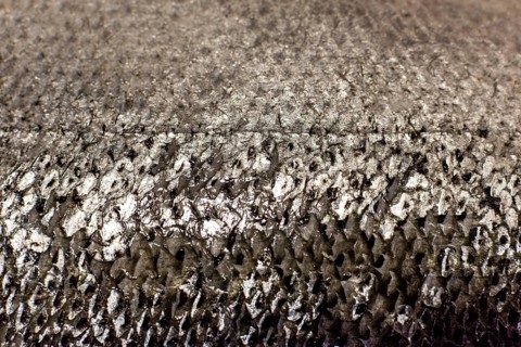 Fish scales