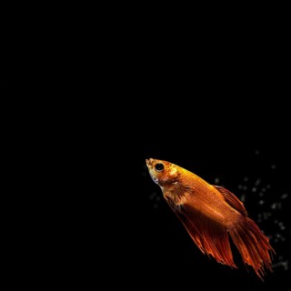 Golden half moon betta fish