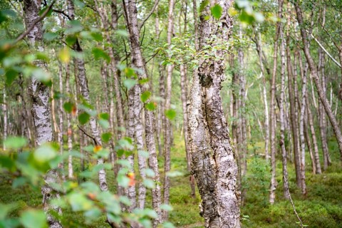 Bog birch