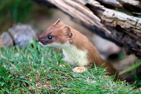 Ermine