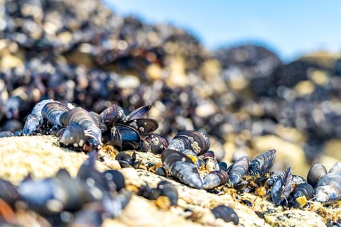 Mussels Mytilidae on a rock