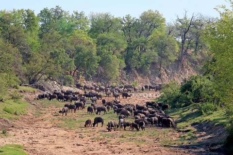 Cape buffalo