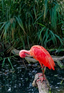 Scarlet ibises