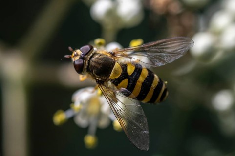Large hoverfly