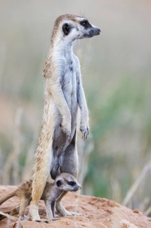 Suricate